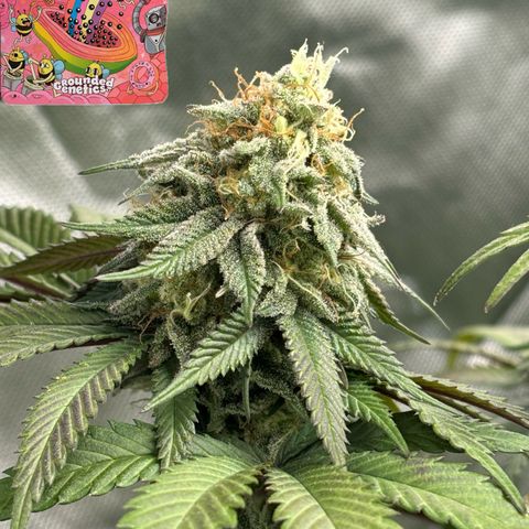 Mango Z/Rodeo/Pink honey/AppleFrizzle growlog timeline photo