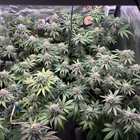 Mango Z/Rodeo/Pink honey/AppleFrizzle growlog timeline photo