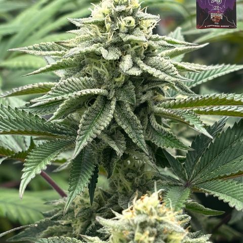 Mango Z/Rodeo/Pink honey/AppleFrizzle growlog timeline photo