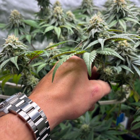 Mango Z/Rodeo/Pink honey/AppleFrizzle growlog timeline photo
