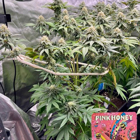 Mango Z/Rodeo/Pink honey/AppleFrizzle growlog timeline photo
