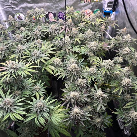 Mango Z/Rodeo/Pink honey/AppleFrizzle growlog timeline photo