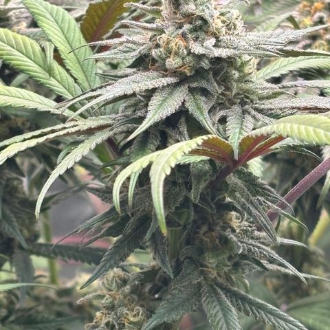 Mango Z/Rodeo/Pink honey/AppleFrizzle growlog timeline photo