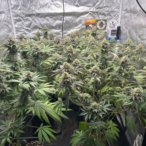 Mango Z/Rodeo/Pink honey/AppleFrizzle growlog timeline photo