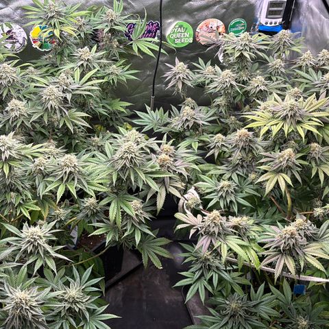 Mango Z/Rodeo/Pink honey/AppleFrizzle growlog timeline photo