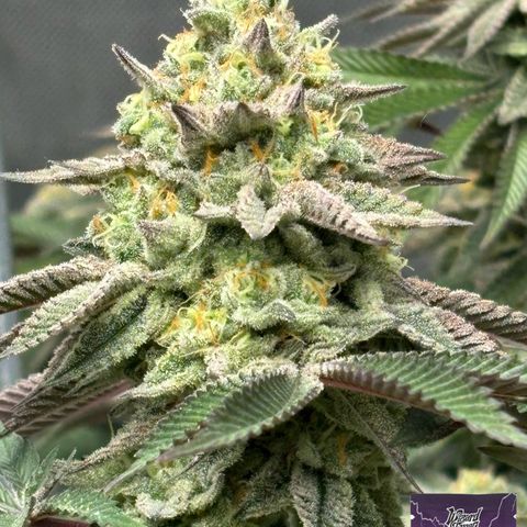 Mango Z/Rodeo/Pink honey/AppleFrizzle growlog timeline photo