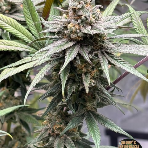 Mango Z/Rodeo/Pink honey/AppleFrizzle growlog timeline photo