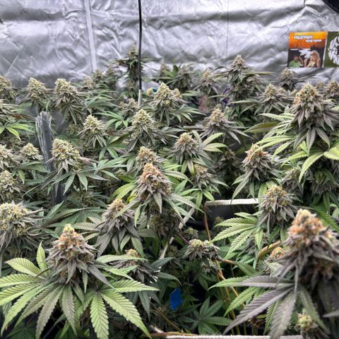 Mango Z/Rodeo/Pink honey/AppleFrizzle growlog timeline photo