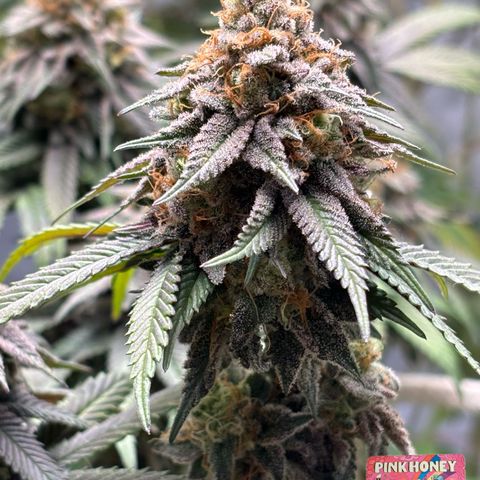 Mango Z/Rodeo/Pink honey/AppleFrizzle growlog timeline photo