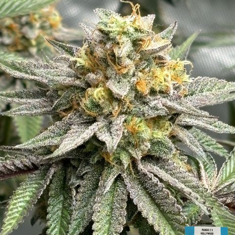 Mango Z/Rodeo/Pink honey/AppleFrizzle growlog timeline photo