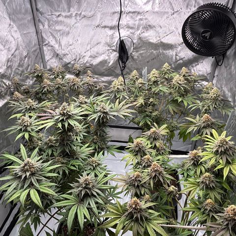 Mango Z/Rodeo/Pink honey/AppleFrizzle growlog timeline photo