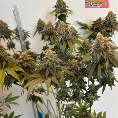 Mango Z/Rodeo/Pink honey/AppleFrizzle growlog timeline photo