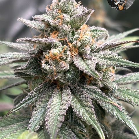 Mango Z/Rodeo/Pink honey/AppleFrizzle growlog timeline photo
