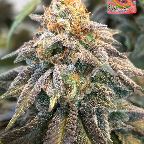Mango Z/Rodeo/Pink honey/AppleFrizzle growlog timeline photo