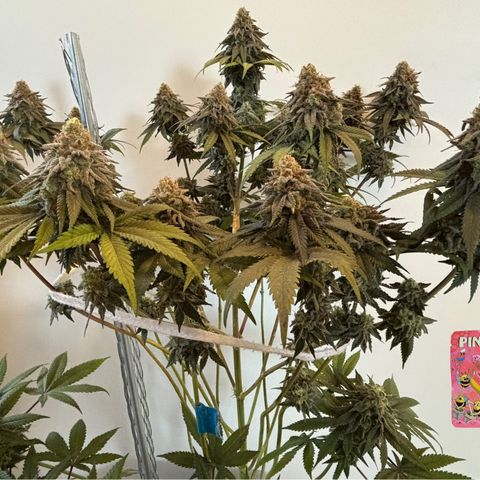 Mango Z/Rodeo/Pink honey/AppleFrizzle growlog timeline photo
