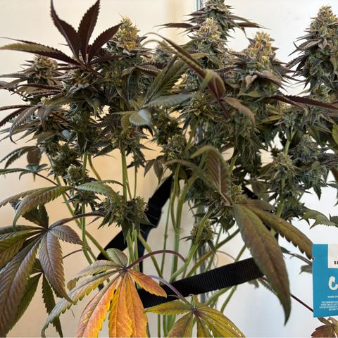 Mango Z/Rodeo/Pink honey/AppleFrizzle growlog timeline photo