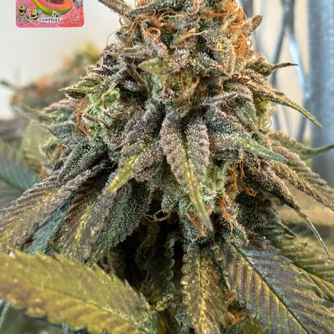 Mango Z/Rodeo/Pink honey/AppleFrizzle growlog timeline photo