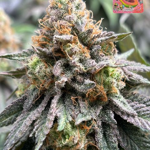 Mango Z/Rodeo/Pink honey/AppleFrizzle growlog timeline photo