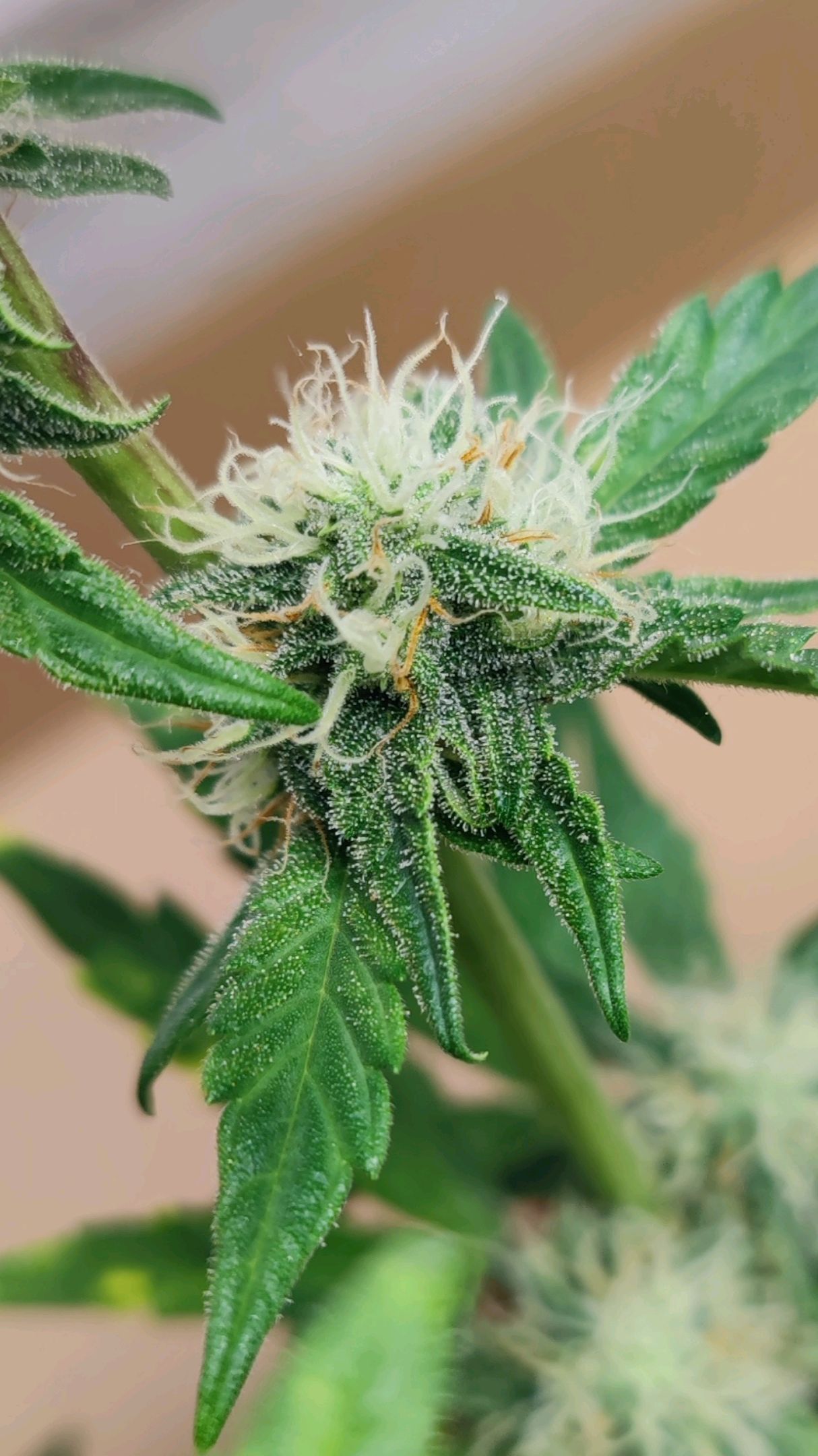 Purple Lemonade growlog header