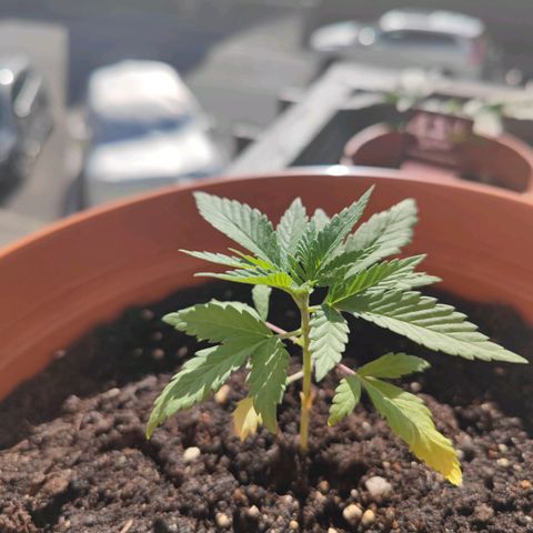 +10 Jahre alte Sativa Bonsai growlog photo: Am 30.04 umgesetzt und gedüngt, seit dem bessert sie sich 