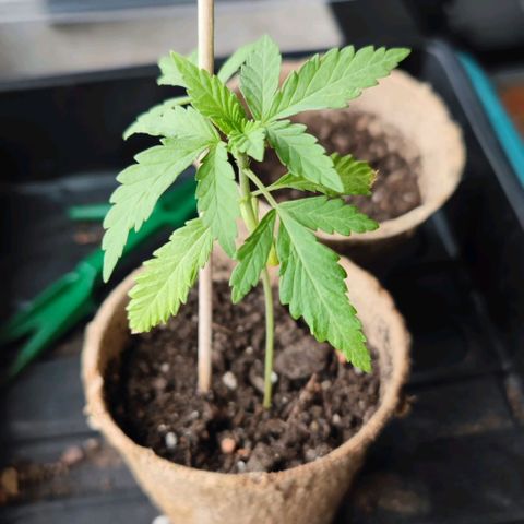 +10 Jahre alte Sativa Bonsai growlog photo: Blätter werden langsam gelb und hängen. Muss unbedingt umgetopft werden.