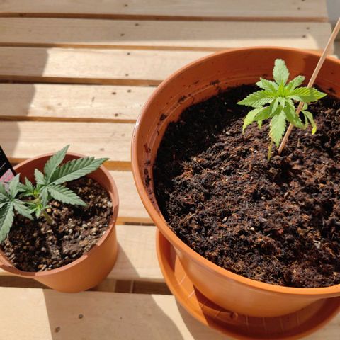 +10 Jahre alte Sativa Bonsai growlog photo: Umgetopft und kleine Wurzeln beschädigt. Kleine "fertige" Schwester dazugekauft.
