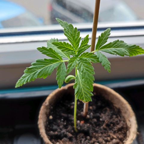 +10 Jahre alte Sativa Bonsai growlog photo: bis jetzt alles wunderbar, spargelt nur ein wenig.