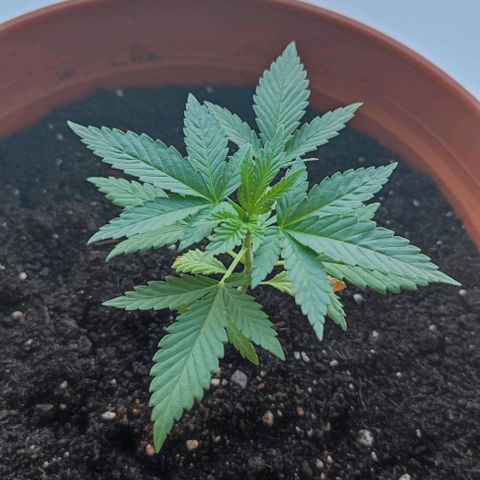 +10 Jahre alte Sativa Bonsai growlog timeline photo