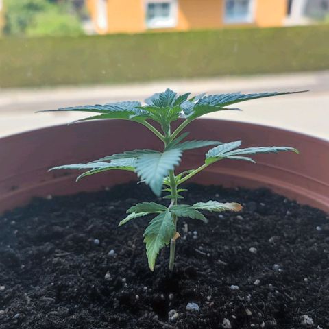+10 Jahre alte Sativa Bonsai growlog timeline photo
