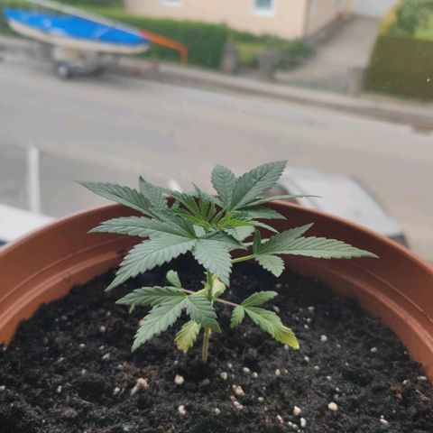 +10 Jahre alte Sativa Bonsai growlog timeline photo