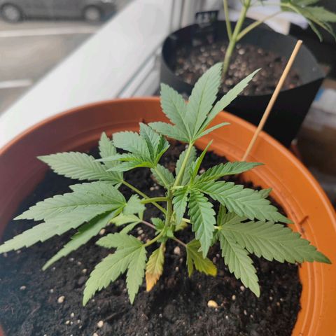+10 Jahre alte Sativa Bonsai growlog photo: Nach dem Toppen 