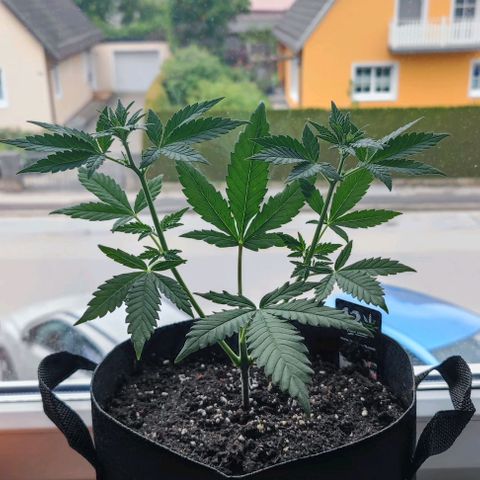 Purple Lemonade growlog timeline photo