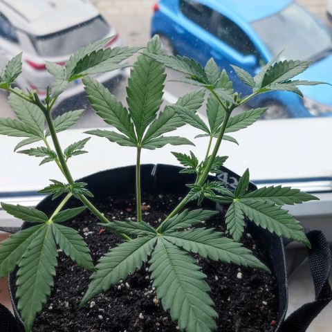 Purple Lemonade growlog photo: Nach dem 2ten toppen