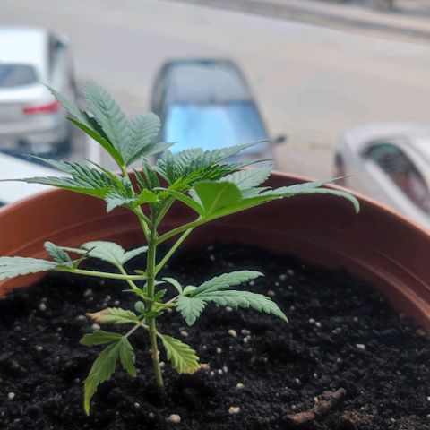 +10 Jahre alte Sativa Bonsai growlog timeline photo