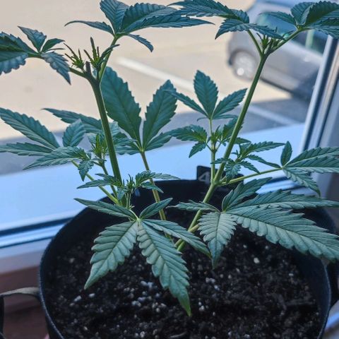 Purple Lemonade growlog timeline photo