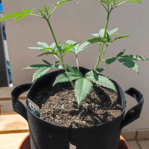 Purple Lemonade growlog timeline photo