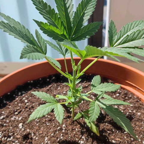 +10 Jahre alte Sativa Bonsai growlog timeline photo