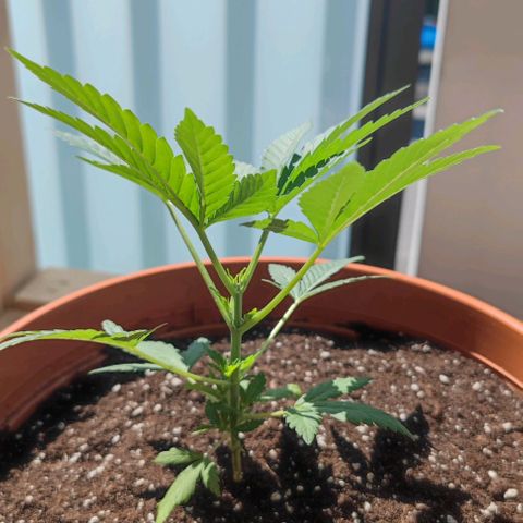 +10 Jahre alte Sativa Bonsai growlog timeline photo