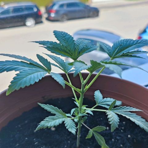 +10 Jahre alte Sativa Bonsai growlog timeline photo