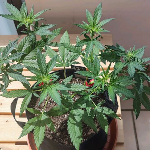 Purple Lemonade growlog photo: Erster Zeit wieder draußen auf dem Balkon. 2 Tage intensiv beleuchtet und gedüngt nach dem HSM