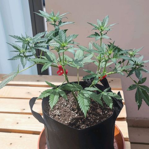 Purple Lemonade growlog photo: Erster Zeit wieder draußen auf dem Balkon. 2 Tage intensiv beleuchtet und gedüngt nach dem HSM