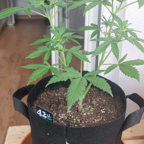 Purple Lemonade growlog timeline photo