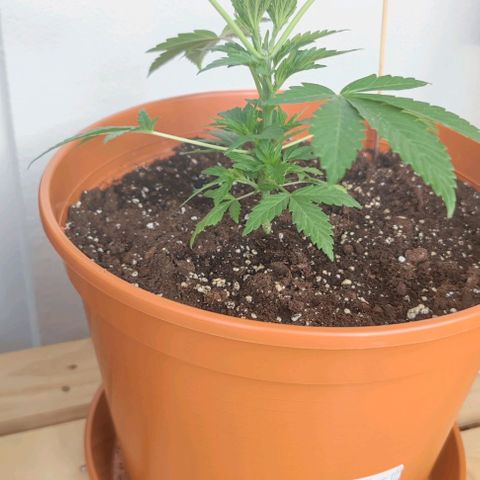 +10 Jahre alte Sativa Bonsai growlog timeline photo