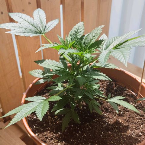 +10 Jahre alte Sativa Bonsai growlog timeline photo