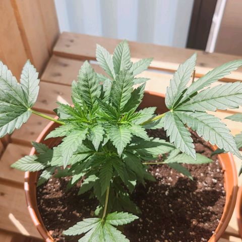 +10 Jahre alte Sativa Bonsai growlog timeline photo