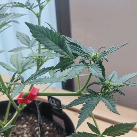 Purple Lemonade growlog timeline photo