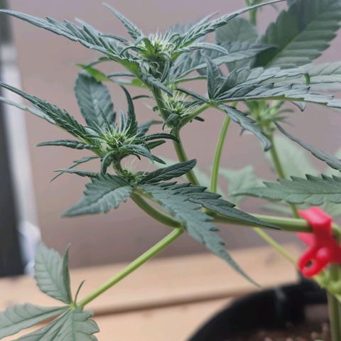 Purple Lemonade growlog timeline photo