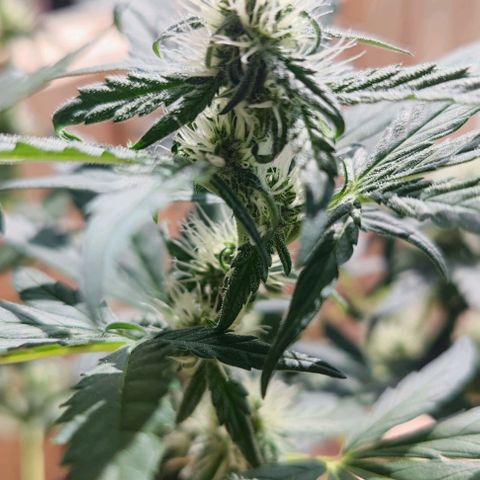 Purple Lemonade growlog timeline photo