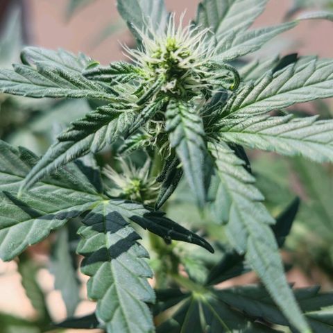 Purple Lemonade growlog timeline photo