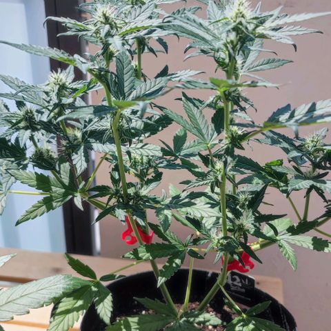 Purple Lemonade growlog timeline photo